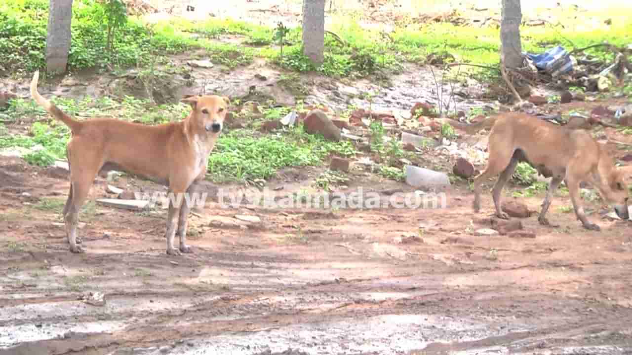 ತುಮಕೂರಿನಲ್ಲಿ 6 ತಿಂಗಳಲ್ಲಿ 10 ಸಾವಿರ ಬೀದಿ ನಾಯಿ ಕಡಿತ ಪ್ರಕರಣ: ಐದು ಸಾವು