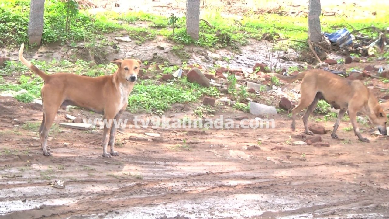 ತುಮಕೂರಿನಲ್ಲಿ 6 ತಿಂಗಳಲ್ಲಿ 10 ಸಾವಿರ ಬೀದಿ ನಾಯಿ ಕಡಿತ ಪ್ರಕರಣ: ಐದು ಸಾವು