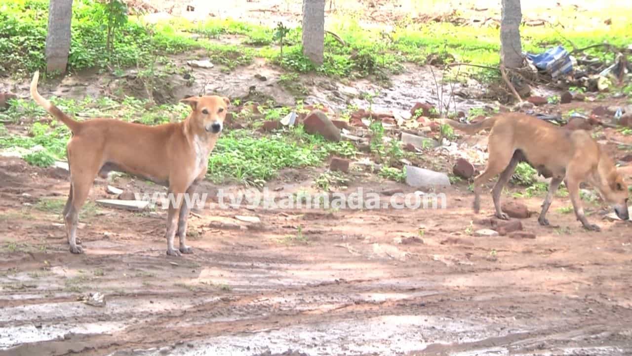 ತುಮಕೂರಿನಲ್ಲಿ 6 ತಿಂಗಳಲ್ಲಿ 10 ಸಾವಿರ ಬೀದಿ ನಾಯಿ ಕಡಿತ ಪ್ರಕರಣ: ಐದು ಸಾವು ತುಮಕೂರಿನಲ್ಲಿ 6 ತಿಂಗಳಲ್ಲಿ 10 ಸಾವಿರ ಬೀದಿ ನಾಯಿ ಕಡಿತ ಪ್ರಕರಣ: ಐದು ಸಾವು