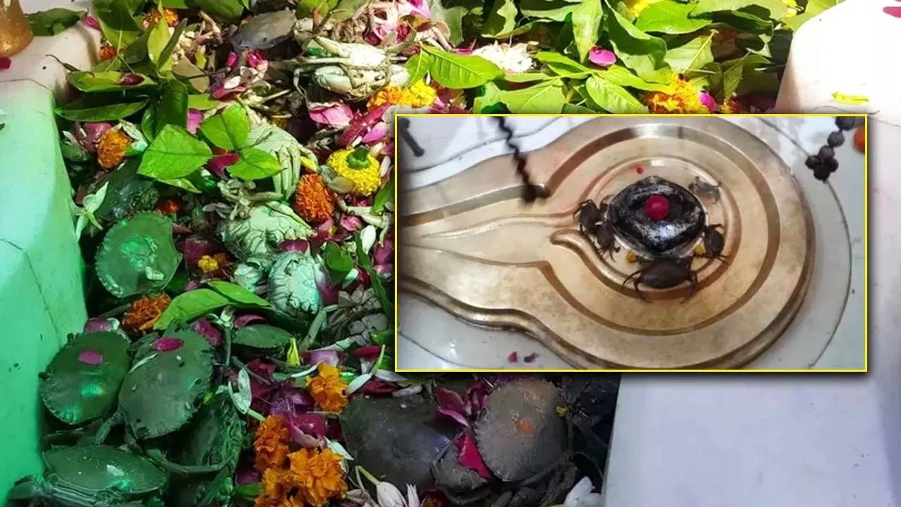 Unique Shiva Temple: ಶಿವನಿಗೆ ಜೀವಂತ ಏಡಿಗಳನ್ನು ಅರ್ಪಿಸುವ ವಿಶಿಷ್ಟ ದೇವಾಲಯ ಎಲ್ಲಿದೆ ಗೊತ್ತಾ? Unique Shiva Temple: ಶಿವನಿಗೆ ಜೀವಂತ ಏಡಿಗಳನ್ನು ಅರ್ಪಿಸುವ ವಿಶಿಷ್ಟ ದೇವಾಲಯ ಎಲ್ಲಿದೆ ಗೊತ್ತಾ?