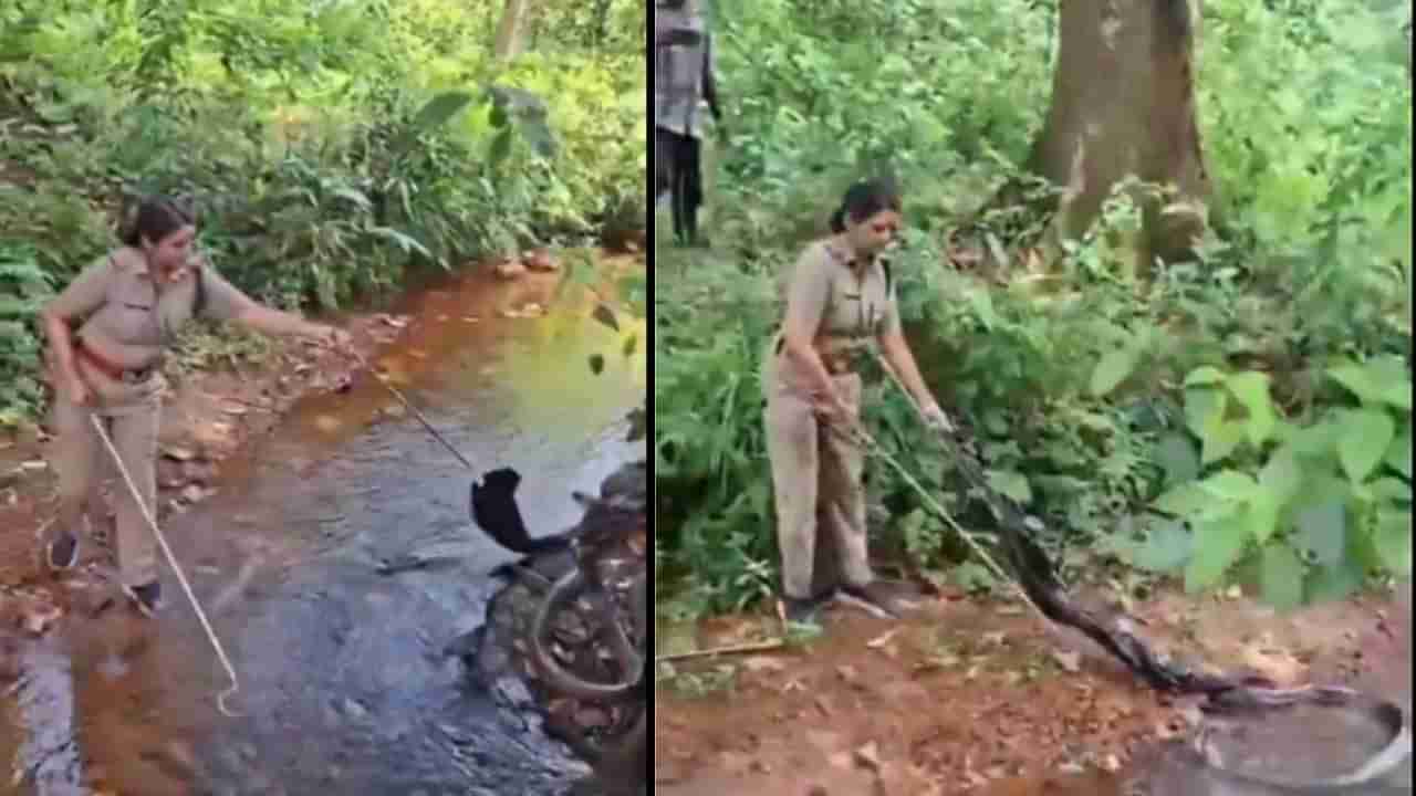 Video : ಈ ಮಹಿಳಾ ಅಧಿಕಾರಿಯ ಧೈರ್ಯಕ್ಕೆ ಮೆಚ್ಚಲೇಬೇಕು, 18 ಅಡಿ ಉದ್ದದ ಕಿಂಗ್ ಕೋಬ್ರಾವನ್ನು ರಕ್ಷಣೆ ಮಾಡಿದ ಲೇಡಿ ಸಿಂಗಂ