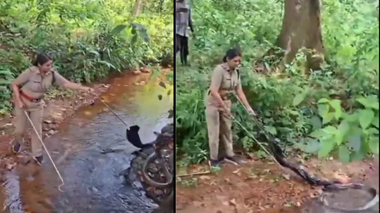 Video : ಈ ಮಹಿಳಾ ಅಧಿಕಾರಿಯ ಧೈರ್ಯಕ್ಕೆ ಮೆಚ್ಚಲೇಬೇಕು, 18 ಅಡಿ ಉದ್ದದ ಕಿಂಗ್‌ ಕೋಬ್ರಾವನ್ನು ರಕ್ಷಣೆ ಮಾಡಿದ ಲೇಡಿ ಸಿಂಗಂ
