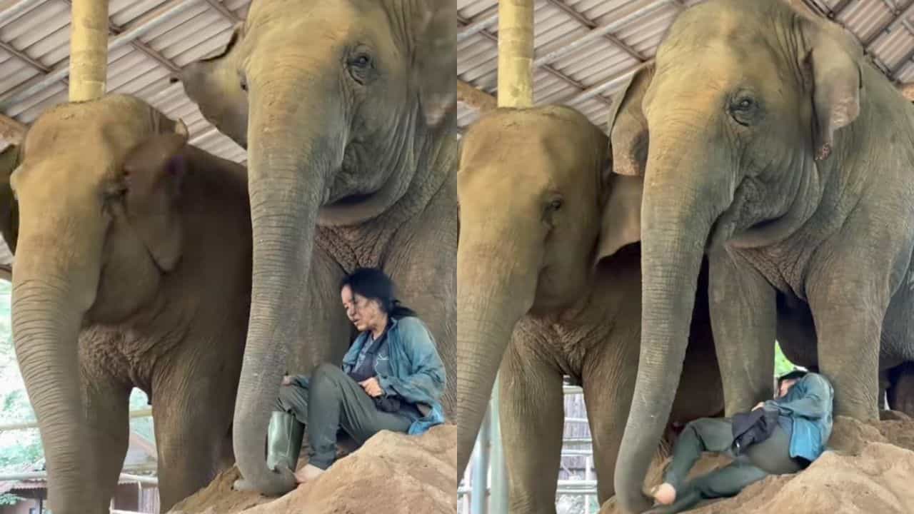Video : ಮಾಲೀಕ ಹಾಡು ಹಾಡುತ್ತಿದ್ದಂತೆ ಆನೆಗಳು ಕೊಟ್ಟ ರಿಯಾಕ್ಷನ್ ಹೇಗಿತ್ತು ನೋಡಿ Video : ಮಾಲೀಕ ಹಾಡು ಹಾಡುತ್ತಿದ್ದಂತೆ ಆನೆಗಳು ಕೊಟ್ಟ ರಿಯಾಕ್ಷನ್ ಹೇಗಿತ್ತು ನೋಡಿ