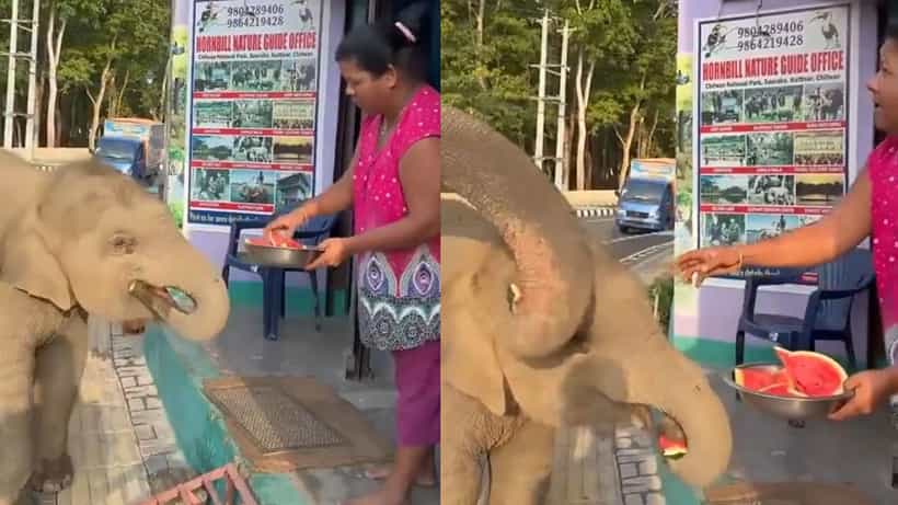 Video : ಮಹಿಳೆಯ ಕೈಯಲ್ಲಿ ಕಲ್ಲಂಗಡಿ ಹಣ್ಣು ಕಂಡೊಡನೆ ಓಡೋಡಿ ಬಂದ ಮರಿಯಾನೆ, ಮಾಡಿದ್ದೇನು ನೋಡಿ