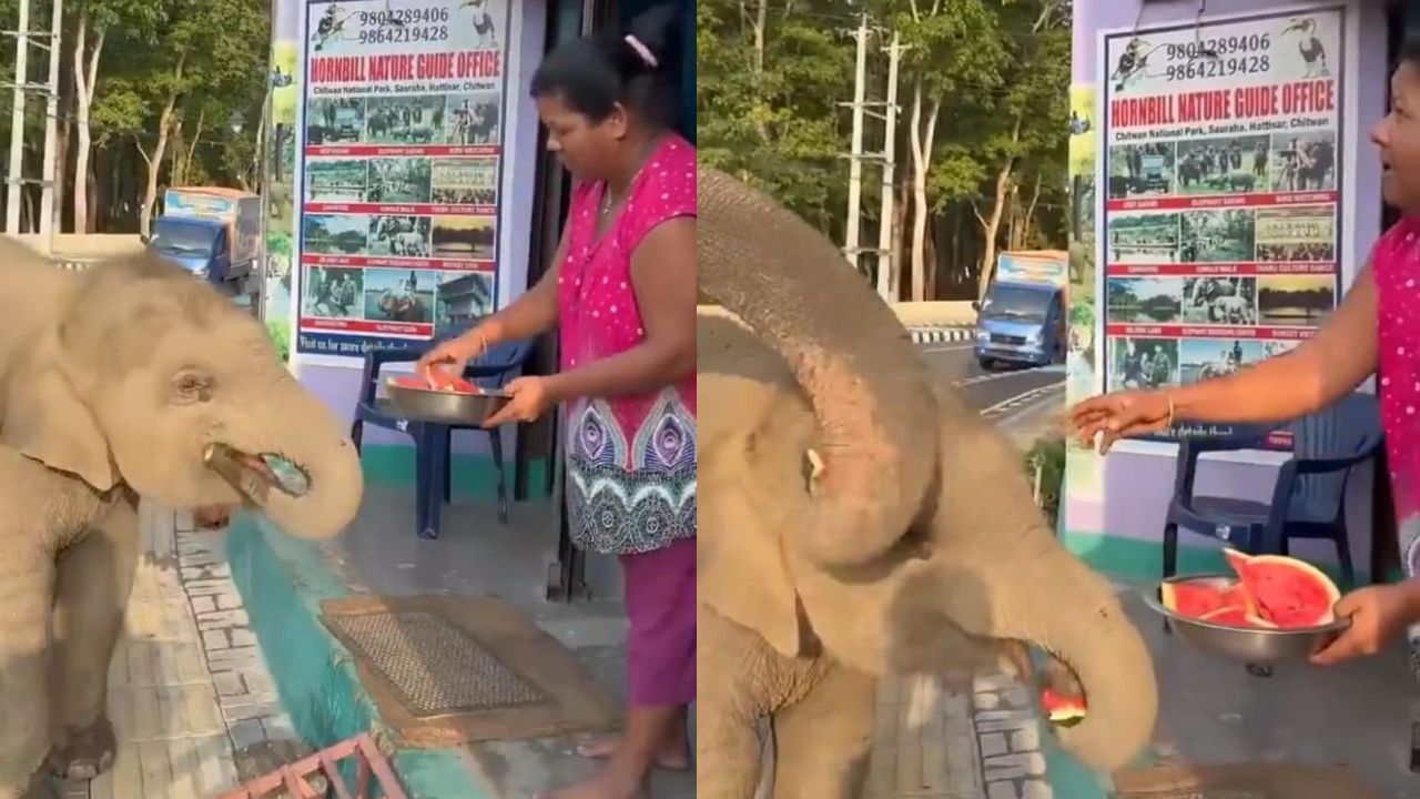 Video : ಮಹಿಳೆಯ ಕೈಯಲ್ಲಿ ಕಲ್ಲಂಗಡಿ ಹಣ್ಣು ಕಂಡೊಡನೆ ಓಡೋಡಿ ಬಂದ ಮರಿಯಾನೆ, ಮಾಡಿದ್ದೇನು ನೋಡಿ