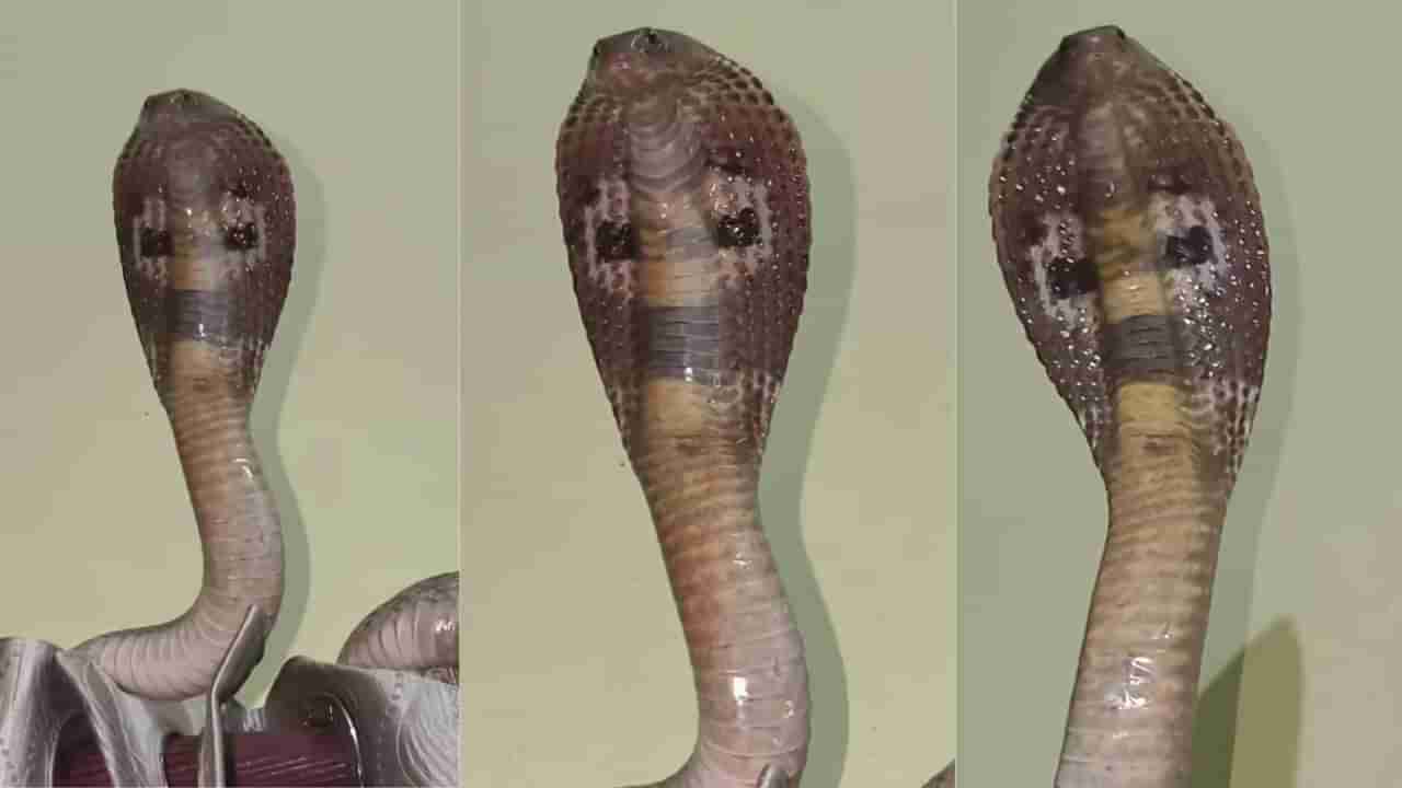 Video : ಬೆಡ್ರೂಮಿನ ಕರ್ಟನ್ ಮೇಲೆ ಹೆಡೆಯೆತ್ತಿ ಕುಳಿತ ಬುಸ್ ನಾಗಪ್ಪ