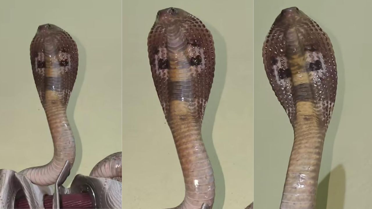 Video : ಬೆಡ್ರೂಮಿನ ಕರ್ಟನ್ ಮೇಲೆ ಹೆಡೆಯೆತ್ತಿ ಕುಳಿತ ಬುಸ್ ನಾಗಪ್ಪ Video : ಬೆಡ್ರೂಮಿನ ಕರ್ಟನ್ ಮೇಲೆ ಹೆಡೆಯೆತ್ತಿ ಕುಳಿತ ಬುಸ್ ನಾಗಪ್ಪ