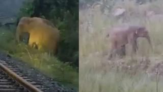 Video : ಇದು ಎಐ ಎಫೆಕ್ಟ್ : ಅಜ್ಜಿಯ ಹುಟ್ಟುಹಬ್ಬಕ್ಕೆ ಅಜ್ಜನನ್ನೇ ಸ್ವರ್ಗದಿಂದ ಧರೆಗಿಳಿಸಿದ ಮೊಮ್ಮಗಳು