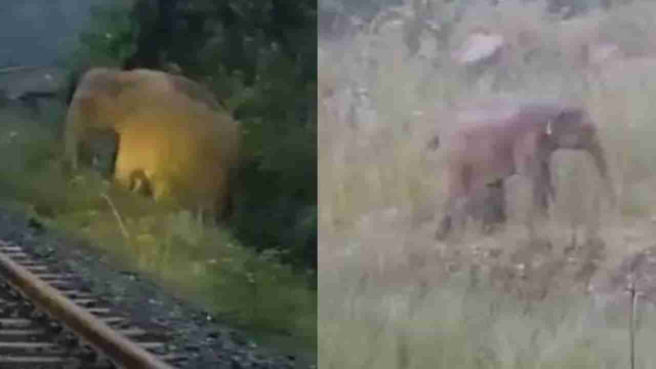 Video : ರೈಲ್ವೆ ಹಳಿ ಮೇಲೆ ಮರಿಗೆ ಜನ್ಮ ನೀಡಿದ ಆನೆ : ಎರಡು ಗಂಟೆಗಳ ಕಾಲ ಸ್ಥಗಿತಗೊಂಡ ರೈಲು