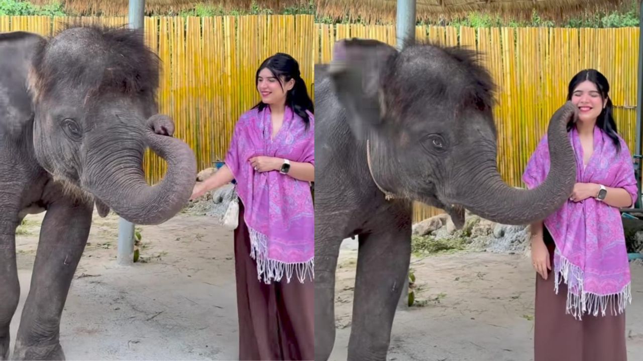 Video: ಉದ್ಯಾನವನಕ್ಕೆ ಭೇಟಿ ನೀಡಿದ ಮಹಿಳೆಯ ಕೆನ್ನೆಗೆ ಚುಂಬಿಸಿದ ಮರಿಯಾನೆ