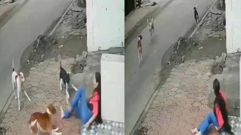 Video: ಕಾಲೇಜು ಯುವತಿಯ ಮೇಲೆ ಬೀದಿ ನಾಯಿಗಳ ಡೆಡ್ಲಿ ಅಟ್ಯಾಕ್; ಭಯಾನಕ ದೃಶ್ಯ ವೈರಲ್