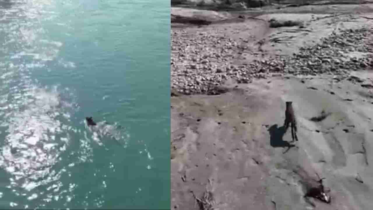 Video: ಕೊನೆಗೂ ಸ್ವಾತಂತ್ರ್ಯ ಸಿಕ್ತು; ನದಿ ದಾಟಿ ಓಡುತ್ತಾ ಕಾಡು ಸೇರಿದ ಚಿರತೆ