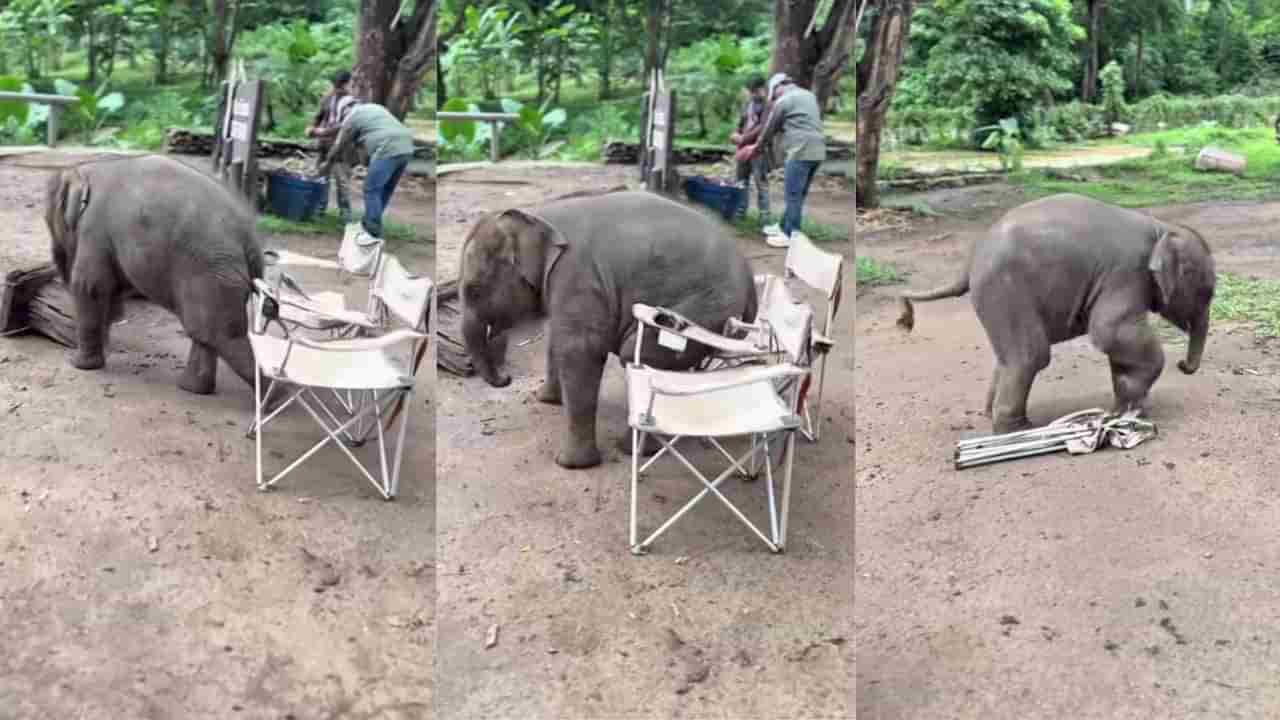 Video: ಅಯ್ಯೋ... ಅಮ್ಮ ನನಗೆ ಕುರ್ಚಿಯಲ್ಲಿ ಕೂರೋಕೆ ಆಗ್ತಿಲ್ಲ, ಈ ಮರಿಯಾನೆಯ ಕಷ್ಟ ನೋಡಿ