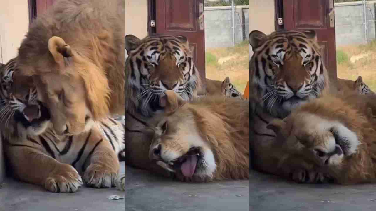 Video: ಹುಲಿಯಣ್ಣನ ಮೈ ಮೇಲೆ ಒರಗಿ ವಿಶ್ರಾಂತಿ ಪಡೆದ ಸಿಂಹ