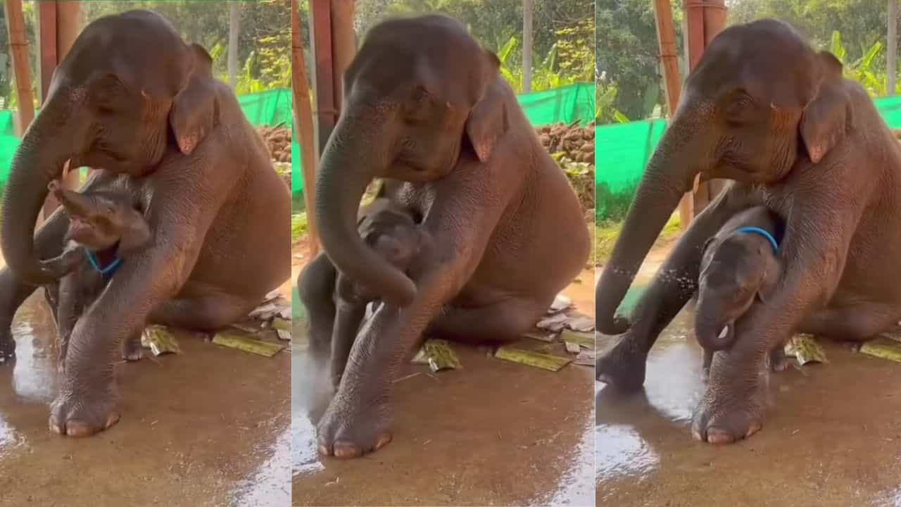 Video: ಸಾಕಮ್ಮ ಚಳಿ ಆಗುತ್ತೆ, ತಾಯಾನೆ ಮರಿಯಾನೆಗೆ ಸ್ನಾನ ಮಾಡಿಸುವ ಚಂದ ನೋಡಿ Video: ಸಾಕಮ್ಮ ಚಳಿ ಆಗುತ್ತೆ, ತಾಯಾನೆ ಮರಿಯಾನೆಗೆ ಸ್ನಾನ ಮಾಡಿಸುವ ಚಂದ ನೋಡಿ