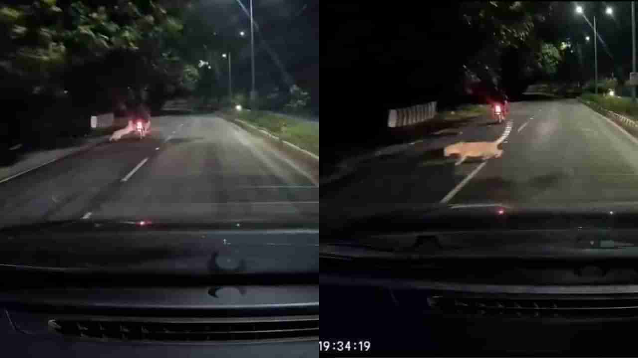 Video: ಇದ್ದಕ್ಕಿದ್ದಂತೆ ಅಟ್ಯಾಕ್ ಮಾಡಲು ಬಂದ ಚಿರತೆ; ಪವಾಡ ಸದೃಶ್ಯವಾಗಿ ದಾಳಿಯಿಂದ ಪಾರಾದ ಬೈಕ್ ಸವಾರ