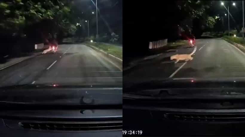 Video: ಇದ್ದಕ್ಕಿದ್ದಂತೆ ಅಟ್ಯಾಕ್ ಮಾಡಲು ಬಂದ ಚಿರತೆ; ಪವಾಡ ಸದೃಶ್ಯವಾಗಿ ದಾಳಿಯಿಂದ ಪಾರಾದ ಬೈಕ್ ಸವಾರ