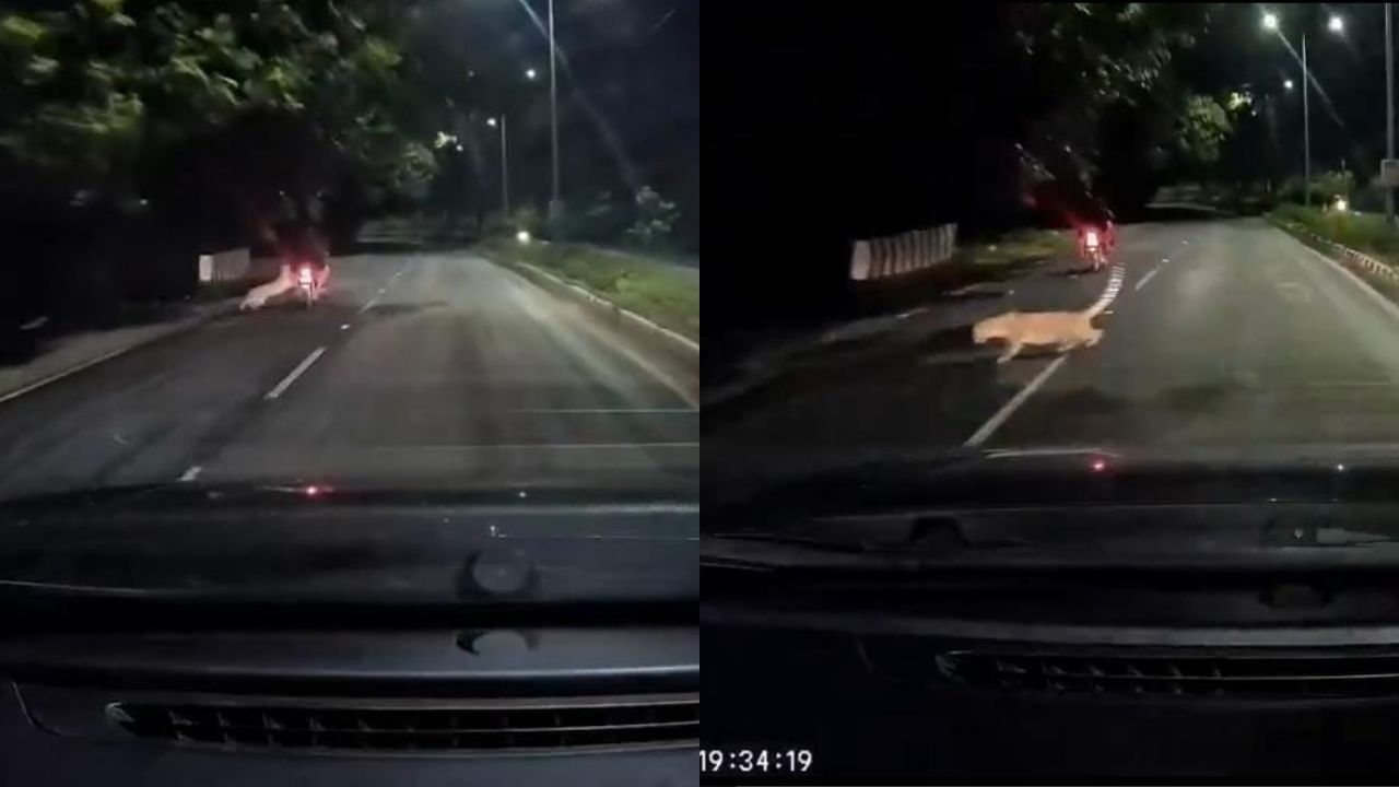 Video: ಇದ್ದಕ್ಕಿದ್ದಂತೆ ಅಟ್ಯಾಕ್ ಮಾಡಲು ಬಂದ ಚಿರತೆ; ಪವಾಡ ಸದೃಶ್ಯವಾಗಿ ದಾಳಿಯಿಂದ ಪಾರಾದ ಬೈಕ್ ಸವಾರ