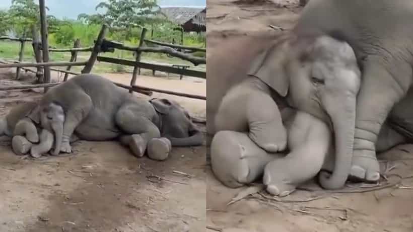 Video: ಅಮ್ಮನ ಮಡಿಲಿನಲ್ಲಿ ಸುಖ ನಿದ್ರೆ ಮಾಡಿದ ಮರಿಯಾನೆ