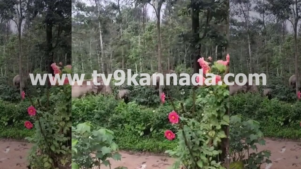 ಚಿಕ್ಕಮಗಳೂರಿನಲ್ಲಿ ಮುಂದುವರಿದ ಕಾಡಾನೆಗಳ ಉಪಟಳ: ಮನೆಯ ಮುಂದೆಯೇ ಬೀಡುಬಿಟ್ಟ ಕಾಡಾನೆ ಹಿಂಡು