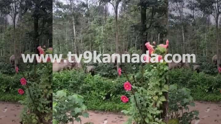 ಚಿಕ್ಕಮಗಳೂರಿನಲ್ಲಿ ಮುಂದುವರಿದ ಕಾಡಾನೆಗಳ ಉಪಟಳ: ಮನೆಯ ಮುಂದೆಯೇ ಬೀಡುಬಿಟ್ಟ ಕಾಡಾನೆ ಹಿಂಡು ಚಿಕ್ಕಮಗಳೂರಿನಲ್ಲಿ ಮುಂದುವರಿದ ಕಾಡಾನೆಗಳ ಉಪಟಳ: ಮನೆಯ ಮುಂದೆಯೇ ಬೀಡುಬಿಟ್ಟ ಕಾಡಾನೆ ಹಿಂಡು