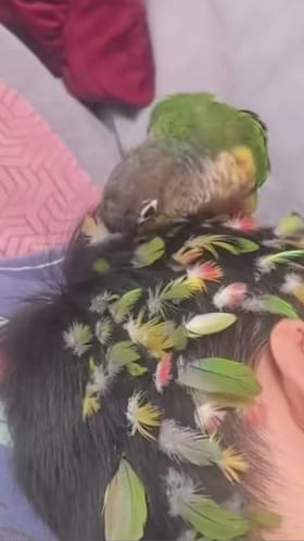 ತನ್ನ ಪುಕ್ಕಗಳಿಂದ ಪುಟಾಣಿಯ ಕೂದಲನ್ನು ಅಲಂಕರಿಸಿದ ಗಿಳಿ