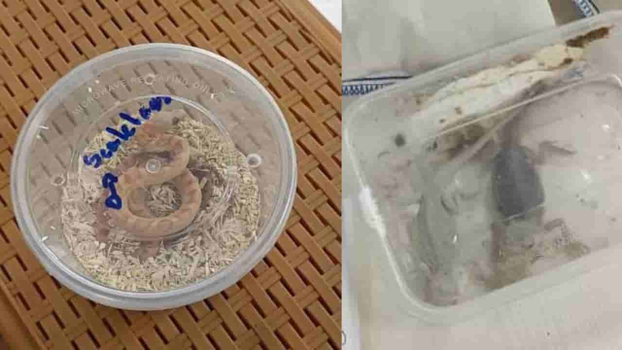 ಬೆಂಗಳೂರು ಏರ್ಪೋರ್ಟ್ಗೆ ಬಂದವನ ಬ್ಯಾಗ್ನಲ್ಲಿದ್ದವು ಹಾವುಗಳು, ಸರೀಸೃಪಗಳು!