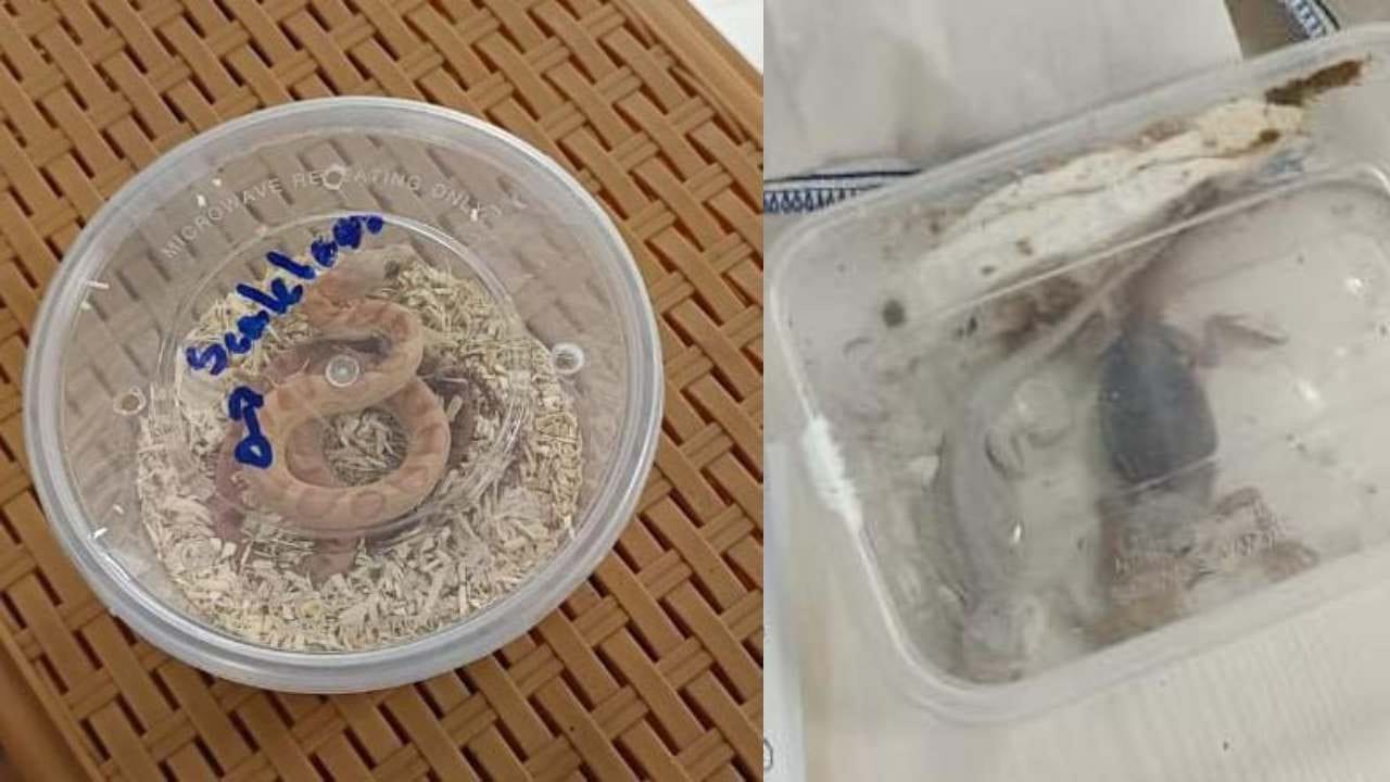 ಬೆಂಗಳೂರು ಏರ್ಪೋರ್ಟ್ಗೆ ಬಂದವನ ಬ್ಯಾಗ್ನಲ್ಲಿದ್ದವು ಹಾವುಗಳು, ಸರೀಸೃಪಗಳು! ಬೆಂಗಳೂರು ಏರ್ಪೋರ್ಟ್ಗೆ ಬಂದವನ ಬ್ಯಾಗ್ನಲ್ಲಿದ್ದವು ಹಾವುಗಳು, ಸರೀಸೃಪಗಳು!