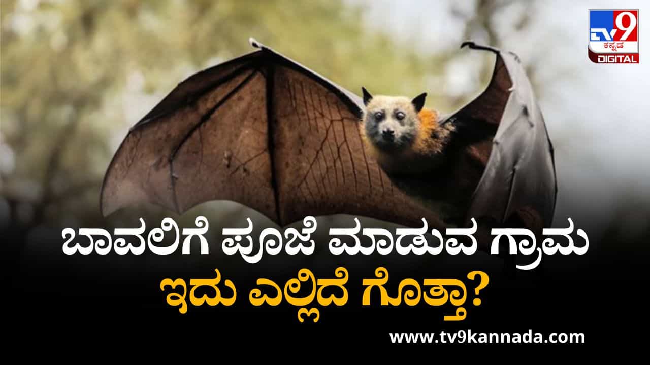 ಬಾವಲಿಗೆ ಪೂಜೆ ಮಾಡುವ ಗ್ರಾಮವಿದು, ಇದು ಎಲ್ಲಿದೆ ಗೊತ್ತಾ? ಬಾವಲಿಗೆ ಪೂಜೆ ಮಾಡುವ ಗ್ರಾಮವಿದು, ಇದು ಎಲ್ಲಿದೆ ಗೊತ್ತಾ?
