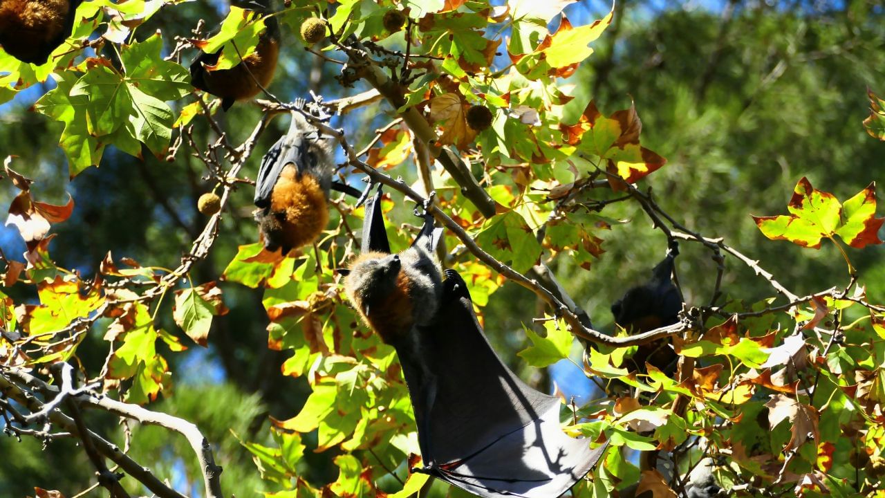 Bats In Tree