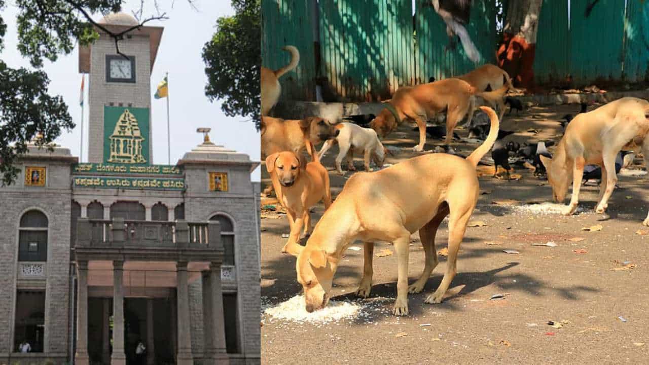 ಸುಪ್ರೀಂ ಆದೇಶ ಬೆನ್ನಲ್ಲೆ ಫೀಲ್ಡ್​ಗಿಳಿದ ಬಿಬಿಎಂಪಿ; ಬೀದಿನಾಯಿಗಳಿಗೆ ಆಹಾರ ನೀಡೋಕೆ ಜಾಗ ಗುರ್ತಿಸಲು ಮುಂದಾದ ಪಾಲಿಕೆ