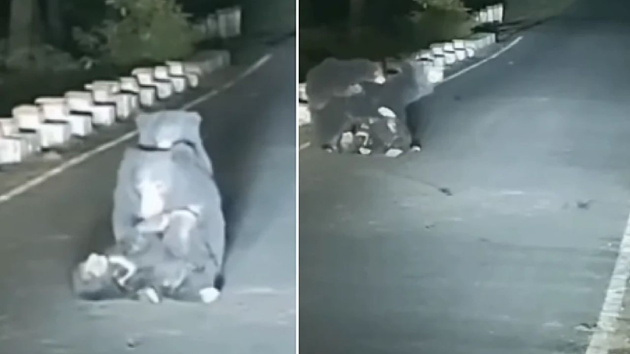 ಕಾರು ಡಿಕ್ಕಿಯಾಗಿ ಒದ್ದಾಡುತ್ತಿದ್ದ ಮರಿಯನ್ನು ಹಿಡಿದು ಗೋಳಾಡಿದ ತಾಯಿ ಕರಡಿ; ಮನಕಲಕುವ ವಿಡಿಯೋ ಇಲ್ಲಿದೆ ಕಾರು ಡಿಕ್ಕಿಯಾಗಿ ಒದ್ದಾಡುತ್ತಿದ್ದ ಮರಿಯನ್ನು ಹಿಡಿದು ಗೋಳಾಡಿದ ತಾಯಿ ಕರಡಿ; ಮನಕಲಕುವ ವಿಡಿಯೋ ಇಲ್ಲಿದೆ