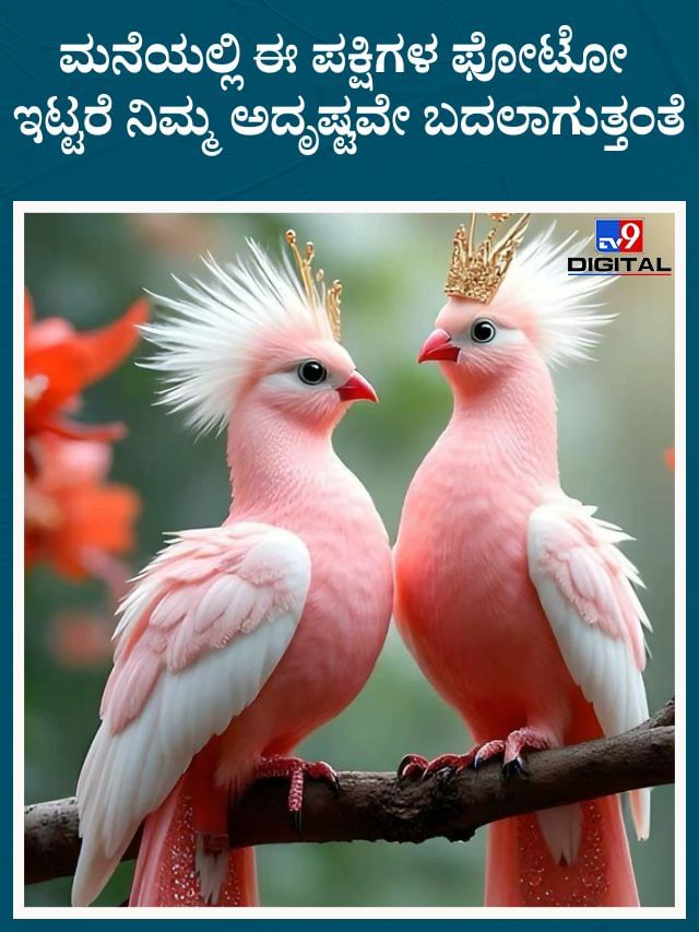 ಮನೆಯಲ್ಲಿ ಈ ಪಕ್ಷಿಗಳ ಫೋಟೋ ಇಟ್ಟರೆ ನಿಮ್ಮ ಅದೃಷ್ಟವೇ ಬದಲಾಗುತ್ತಂತೆ