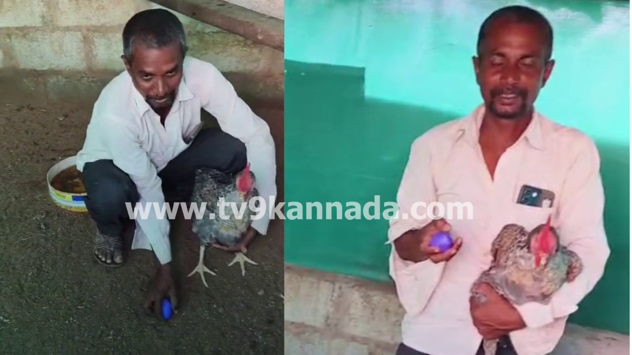 ದಾವಣಗೆರೆ: ನೀಲಿ ಬಣ್ಣದ ಮೊಟ್ಟೆ ಇಟ್ಟು ಅಚ್ಚರಿ ಮೂಡಿಸಿದ ನಾಟಿಕೋಳಿ! ವಿಡಿಯೋ ನೋಡಿ