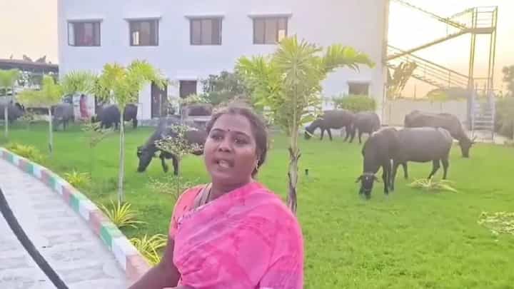 Video: ಕಾಂಗ್ರೆಸ್ ಶಾಸಕರ ಕಚೇರಿ ಆವರಣದಲ್ಲಿ ಎಮ್ಮೆಗಳನ್ನು ಕಟ್ಟಿದ ರೈತ ದಂಪತಿ Video: ಕಾಂಗ್ರೆಸ್ ಶಾಸಕರ ಕಚೇರಿ ಆವರಣದಲ್ಲಿ ಎಮ್ಮೆಗಳನ್ನು ಕಟ್ಟಿದ ರೈತ ದಂಪತಿ