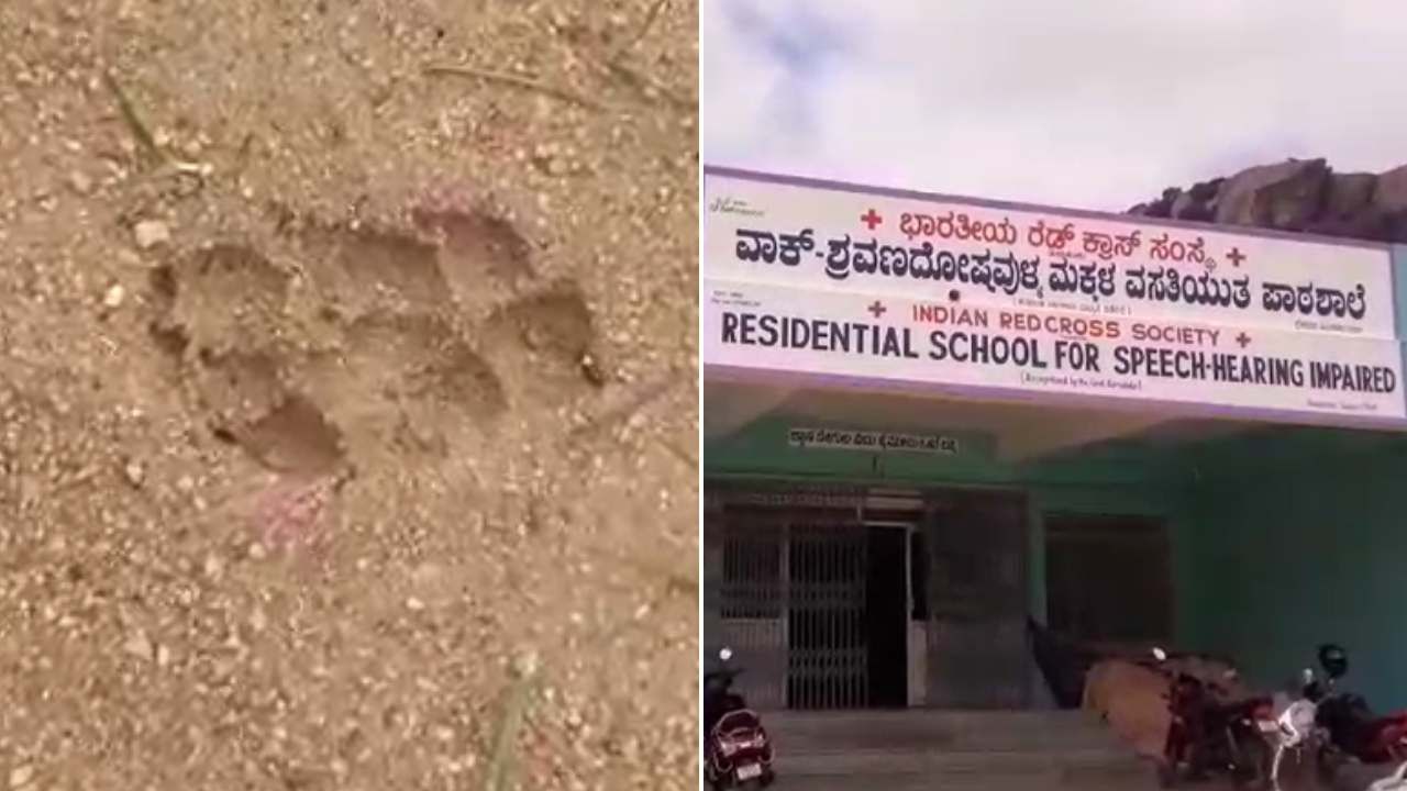 ತುಮಕೂರು: ಶಾಲೆಯಲ್ಲಿ ಮಕ್ಕಳಿರುವಾಗಲೇ ಕಾಣಿಸಿಕೊಂಡು ಕಣ್ಮರೆಯಾದ ಚಿರತೆಗಳು! ತುಮಕೂರು: ಶಾಲೆಯಲ್ಲಿ ಮಕ್ಕಳಿರುವಾಗಲೇ ಕಾಣಿಸಿಕೊಂಡು ಕಣ್ಮರೆಯಾದ ಚಿರತೆಗಳು!