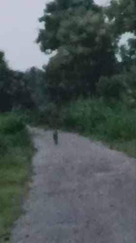 ರಸ್ತೆ ಮಧ್ಯೆ ಚಿರತೆ ಪ್ರತ್ಯಕ್ಷ: ಆತಂಕದಲ್ಲಿ ಜನ