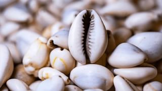 Kanya Sankranti: ಕನ್ಯಾ ಸಂಕ್ರಾಂತಿಯ ಮಹತ್ವ, ವಿಧಿ ವಿಧಾನಗಳ ಬಗ್ಗೆ ಇಲ್ಲಿ ತಿಳಿದುಕೊಳ್ಳಿ