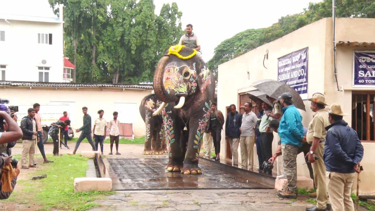 ಮೈಸೂರು ದಸರಾ ಗಜಪಡೆ: ತೂಕದಲ್ಲಿ ಕ್ಯಾಪ್ಟನ್ ಅಭಿಮನ್ಯುಗಿಂತ ಭೀಮ ಹೆಚ್ಚು ! ನಂ.1 ಮೈಸೂರು ದಸರಾ ಗಜಪಡೆ: ತೂಕದಲ್ಲಿ ಕ್ಯಾಪ್ಟನ್ ಅಭಿಮನ್ಯುಗಿಂತ ಭೀಮ ಹೆಚ್ಚು ! ನಂ.1
