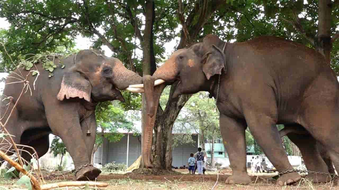 ಮೈಸೂರು ದಸರಾ ಗಜಪಡೆ, ಮಾವುತರಿಗೆ 2.04 ಕೋಟಿ ರೂ. ಮೊತ್ತದ ವಿಮೆ ಸೌಲಭ್ಯ ನೀಡಿದ ಅರಣ್ಯ ಇಲಾಖೆ