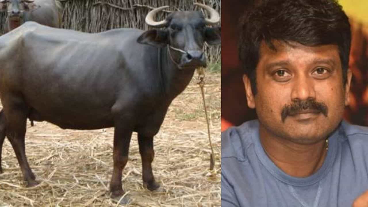 ಎಮ್ಮೆ ವಿಡಿಯೋ ತೋರಿಸಿ ನಿರ್ದೇಶಕ ಪ್ರೇಮ್​ಗೆ 4.50 ಲಕ್ಷ ವಂಚನೆ