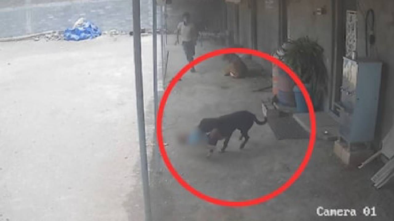 Video: ಮಗುವಿನ ಮೇಲೆ ನಾಯಿ ದಾಳಿ, ಹೀರೋನಂತೆ ಬಂದು ಕಾಪಾಡಿದ ತಂದೆ