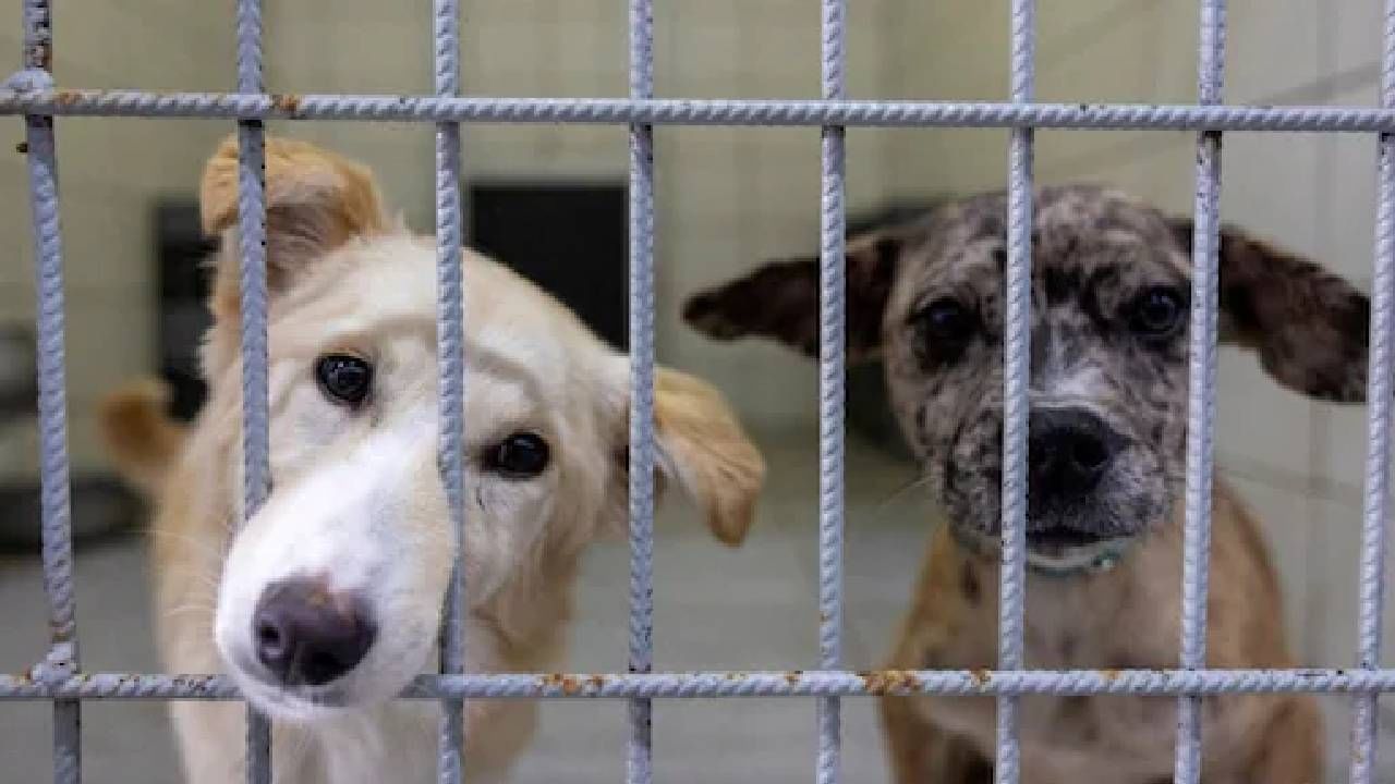 ದೆಹಲಿ ಆಯ್ತು ತಮಿಳುನಾಡಲ್ಲೂ ಬೀದಿ ನಾಯಿ ಹಾವಳಿಗೆ ಕಡಿವಾಣ ಸಾಧ್ಯತೆ, ಬೆಂಗಳೂರಿನ ಕಥೆ ಏನು? ದೆಹಲಿ ಆಯ್ತು ತಮಿಳುನಾಡಲ್ಲೂ ಬೀದಿ ನಾಯಿ ಹಾವಳಿಗೆ ಕಡಿವಾಣ ಸಾಧ್ಯತೆ, ಬೆಂಗಳೂರಿನ ಕಥೆ ಏನು?