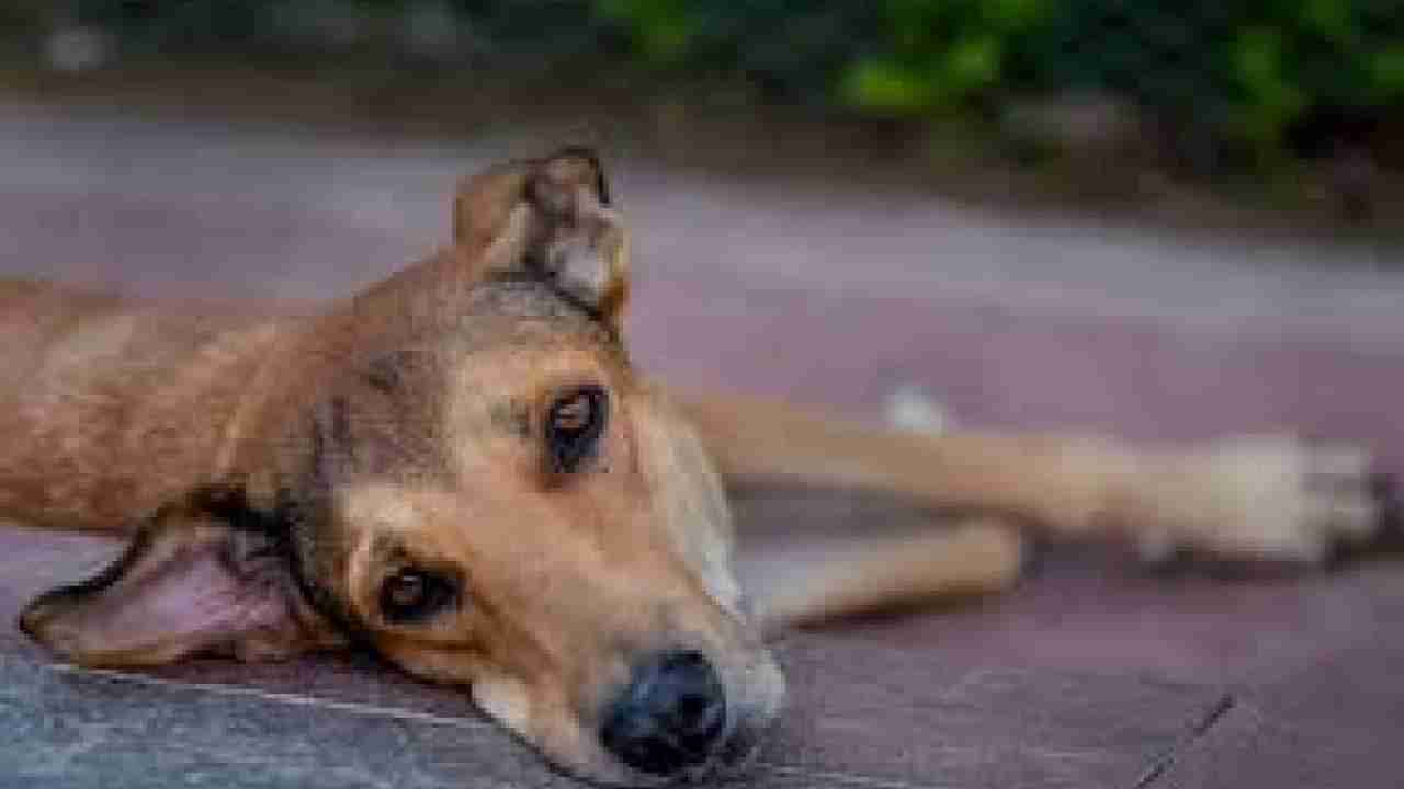 ಬೀದಿ ನಾಯಿಗಳ ಹಾವಳಿ ಪ್ರಕರಣ: ಸುಪ್ರೀಂಕೋರ್ಟ್ನ 3 ನ್ಯಾಯಮೂರ್ತಿಗಳ ಪೀಠದಿಂದ ಹೊಸದಾಗಿ ವಿಚಾರಣೆ