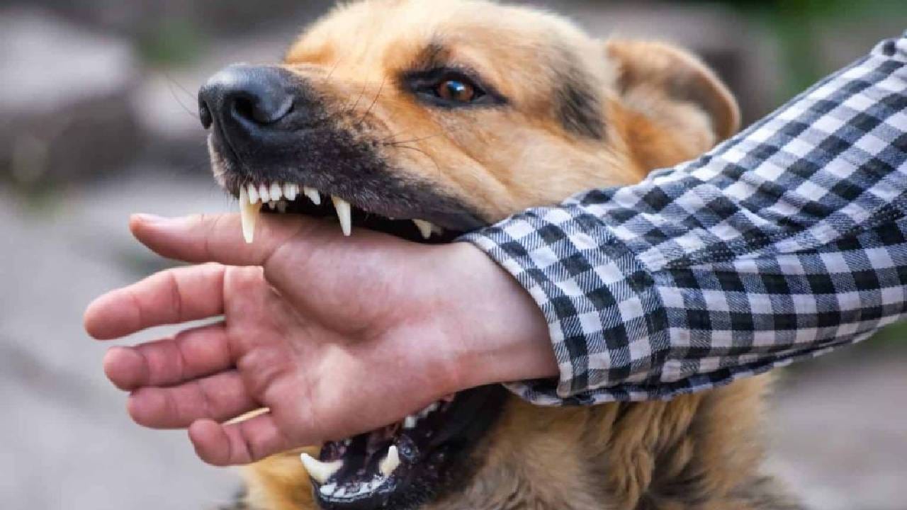 ಭಾರತದ ಯಾವ ರಾಜ್ಯದಲ್ಲಿ ನಾಯಿ ಕಡಿತದ ಪ್ರಕರಣ ಹೆಚ್ಚಿದೆ? ಇಲ್ಲಿದೆ ನೋಡಿ ಆಘಾತಕಾರಿ ಅಂಕಿಅಂಶ