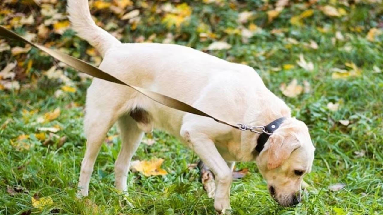 ನಾಯಿ ಮೂಸಿದರೆ ಮನುಷ್ಯರ ಕಾಯಿಲೆ ಪತ್ತೆ; ಬೆಂಗಳೂರಿನ ಸ್ಟಾರ್ಟಪ್ನಿಂದ ಹೊಸ ರೋಗಪತ್ತೆ ಸಾಧನ ಆವಿಷ್ಕಾರ ನಾಯಿ ಮೂಸಿದರೆ ಮನುಷ್ಯರ ಕಾಯಿಲೆ ಪತ್ತೆ; ಬೆಂಗಳೂರಿನ ಸ್ಟಾರ್ಟಪ್ನಿಂದ ಹೊಸ ರೋಗಪತ್ತೆ ಸಾಧನ ಆವಿಷ್ಕಾರ