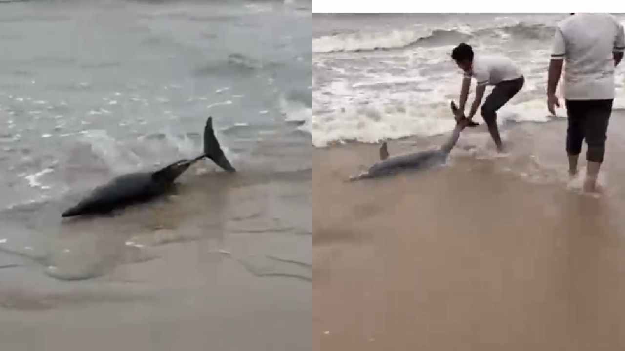 ಅಲೆಗಳ ಅಬ್ಬರಕ್ಕೆ ಕಡಲ ತೀರಕ್ಕೆ ಬಂದ ಡಾಲ್ಫಿನ್ ಮೀನು, ವಿಡಿಯೋ ನೋಡಿ