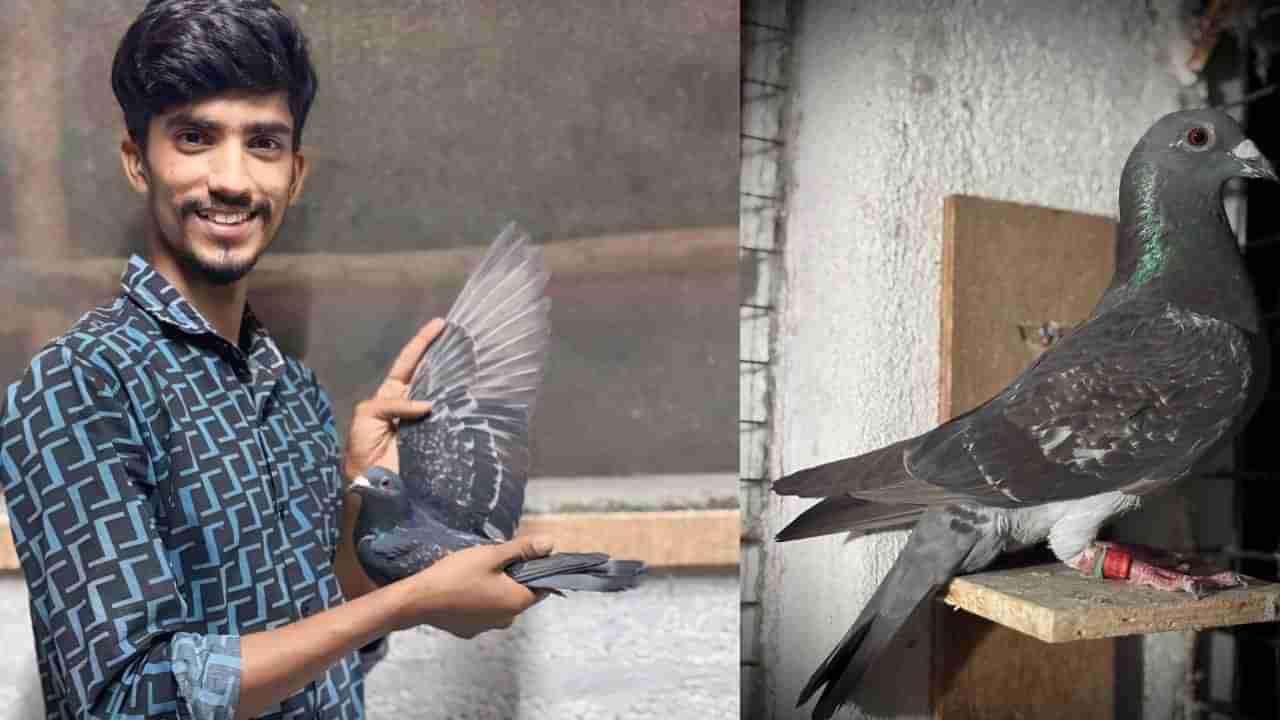 ಇದು ‘ಪ್ರೀತಿಯ ಪಾರಿವಾಳ ಹಾರಿ ಬಂದ’ ಕಥೆ: ದೆಹಲಿಯಿಂದ ಮಂಡ್ಯಕ್ಕೆ ಮಾಲೀಕನ ಹುಡುಕಿ ಬಂದ ಪುಟ್ಟ ಮರಿ!