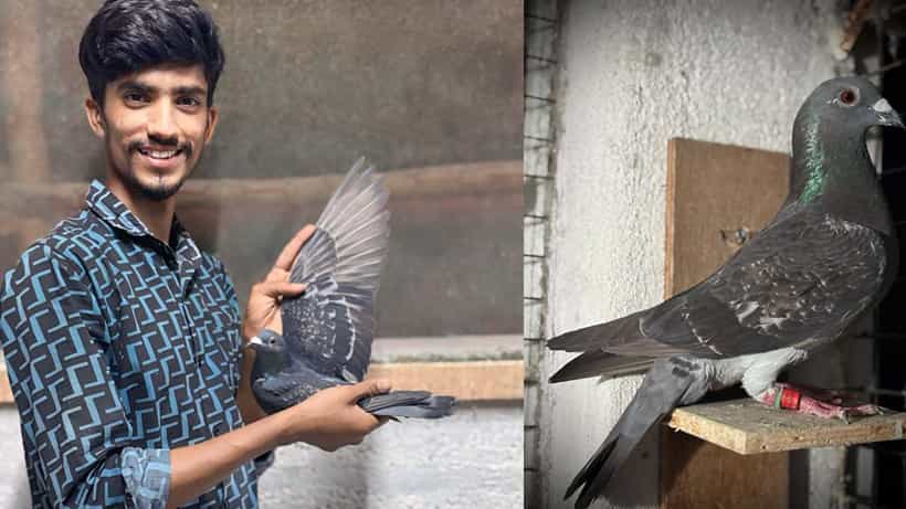 ಇದು ‘ಪ್ರೀತಿಯ ಪಾರಿವಾಳ ಹಾರಿ ಬಂದ’ ಕಥೆ: ದೆಹಲಿಯಿಂದ ಮಂಡ್ಯಕ್ಕೆ ಮಾಲೀಕನ ಹುಡುಕಿ ಬಂದ ಪುಟ್ಟ ಮರಿ!