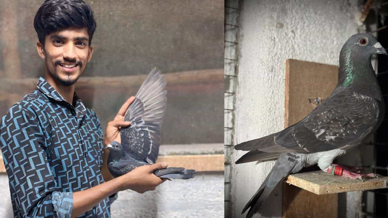 ಇದು ‘ಪ್ರೀತಿಯ ಪಾರಿವಾಳ ಹಾರಿ ಬಂದ’ ಕಥೆ: ದೆಹಲಿಯಿಂದ ಮಂಡ್ಯಕ್ಕೆ ಮಾಲೀಕನ ಹುಡುಕಿ ಬಂದ ಪುಟ್ಟ ಮರಿ!